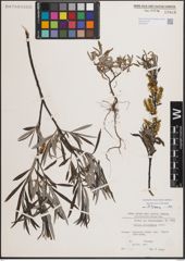 Foto von Salix eleagnos Scop.